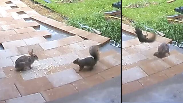 Rabbit v. squirrel: The adorable showdown we've all been waiting for