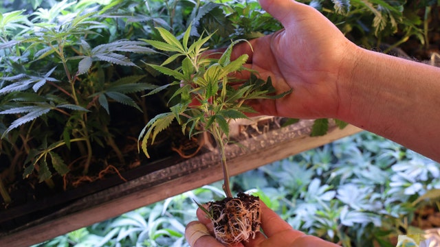 Sober-curious for the summer? THC-infused beverages are on a high