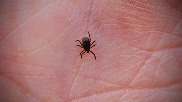 Ticks spread to new regions across America, bringing dangerous diseases