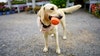 What is Bravecto Quantum? FDA approves 12-month flea and tick treatment
