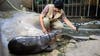 Happy birthday, Moo Deng: The world's favorite pygmy hippo turns 1