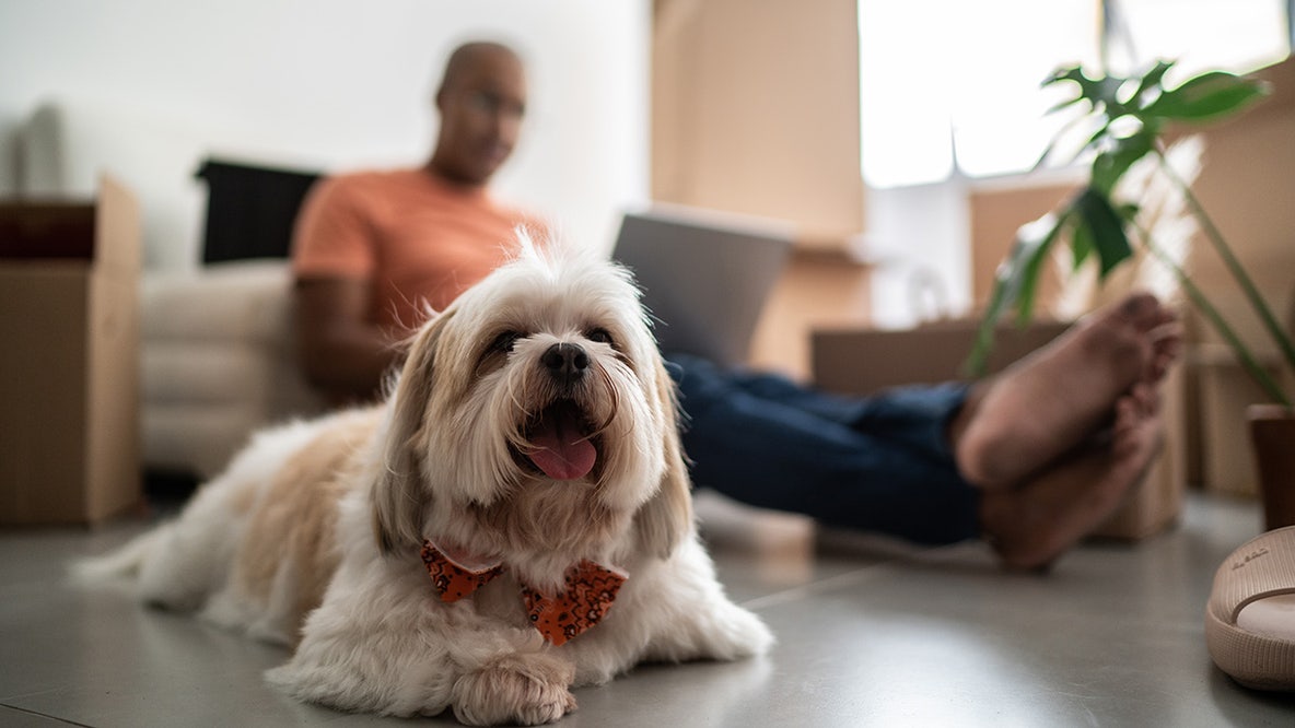 Cities with the most pet-friendly landlords