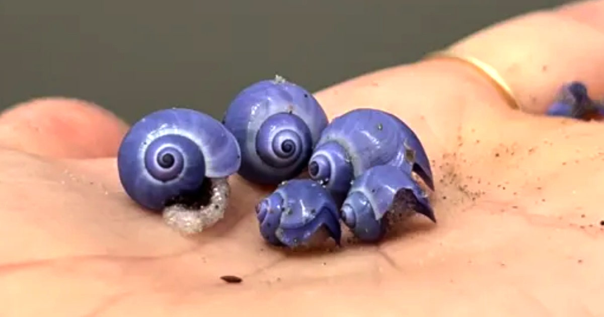 rare-purple-shell-la-jolla-ca. 