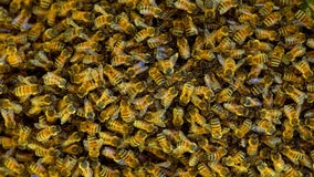 Unusual bee attack in French town injures 24 people, 3 critically