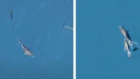 See it: Dolphin calf reunited with mother after being freed from fishing net