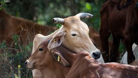 Flesh-eating screwworm fly prompts livestock import ban at US-Mexico border