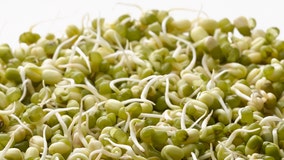 Frozen sprouted beans recalled amid salmonella outbreak