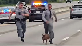 Watch: South Carolina troopers lasso runaway pig on busy interstate