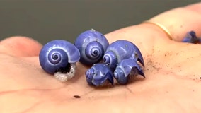 PhD student's beach walk leads to stunning discovery of elusive sea creature