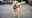 What is Bravecto Quantum? FDA approves 12-month flea and tick treatment