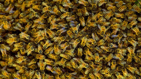 Unusual bee attack in French town injures 24 people, 3 critically