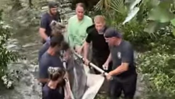 Watch: Stranded dolphin rescued from South Carolina lagoon after heavy rains