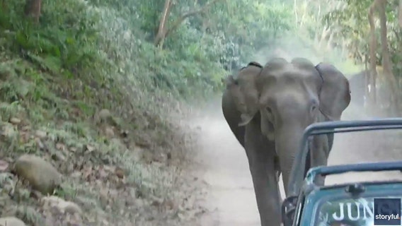 Watch: Angry elephant chases tour group during jungle safari