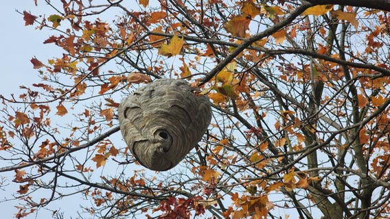 Radioactive wasp nest found at former nuclear weapons site