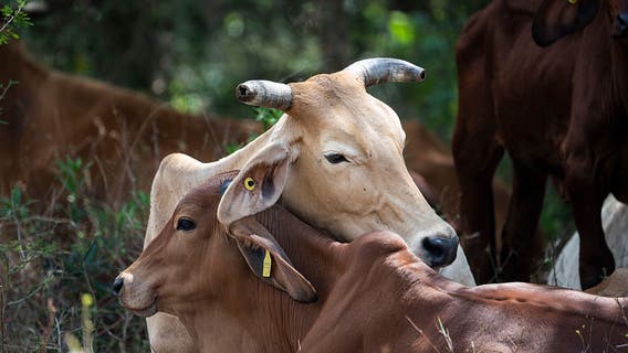 Flesh-eating screwworm fly prompts livestock import ban at US-Mexico border