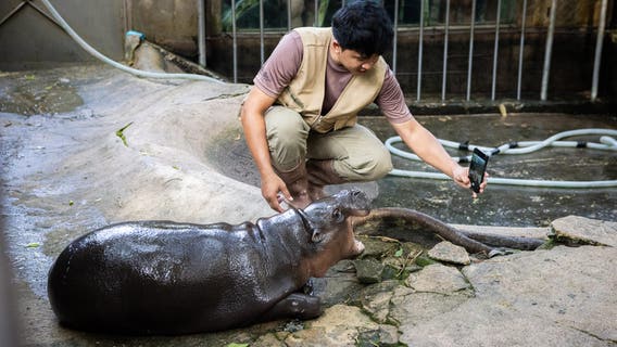 Happy birthday, Moo Deng: The world's favorite pygmy hippo turns 1