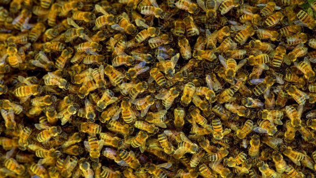 Unusual bee attack in French town injures 24 people, 3 critically