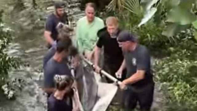 Watch: Stranded dolphin rescued from South Carolina lagoon after heavy rains