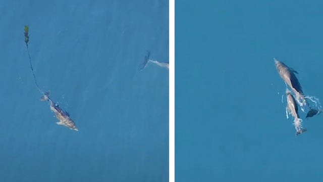 See it: Dolphin calf reunited with mother after being freed from fishing net