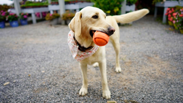 What is Bravecto Quantum? FDA approves 12-month flea and tick treatment