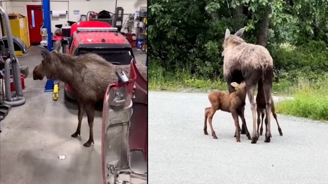 Watch: Momma moose searches Alaska fire department for her calves