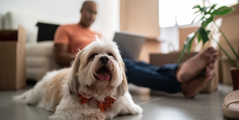 Cities with the most pet-friendly landlords
