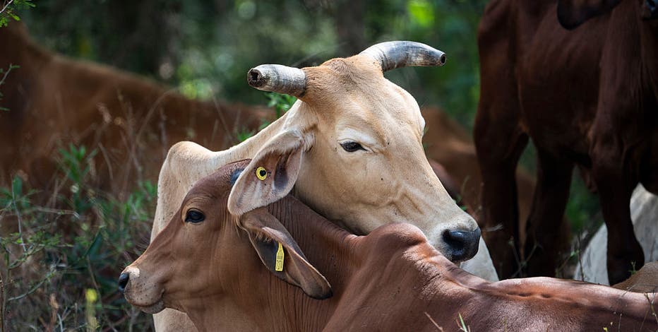 Flesh-eating screwworm fly prompts livestock import ban at US-Mexico border