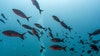 Millions watch livestream of deep sea creatures from Argentina, latest in 'slow TV' fad