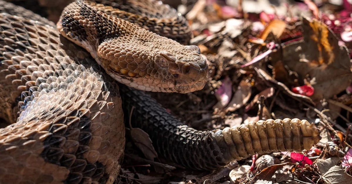 timber-rattlesnake-2.jpg?ve=1&tl=1