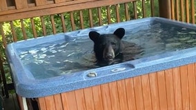 Black bear crashes vacation, takes a dip in Tennessee hot tub