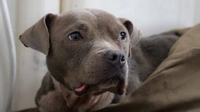 Abandoned pup with tragic past rescued after being stranded for days on Ohio river