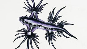 Popular beaches closed after warnings of stinging blue dragon sea slugs