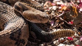 Hiker made fatal mistake when encountering venomous snake, officials say