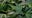 Trump considers reclassifying marijuana as less dangerous drug: report