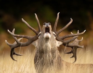 写真集 Wildlife Photographer of the Year 6冊 Wildlife Photographer of the Year: Portfolio 29: Kidman Cox