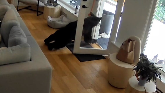 Watch: Feisty little Pomeranian chases bear out of home