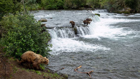 Alaska jogger dragged 100 yards by bear in terrifying predawn attack near driveway