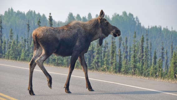 Denali moose crash: 24-year-old driver killed