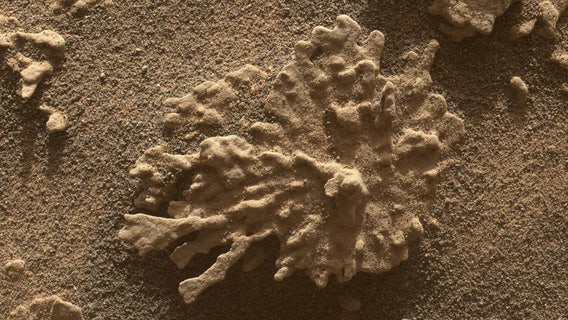 Curiosity rover finds more coral-shaped rocks on Martian surface