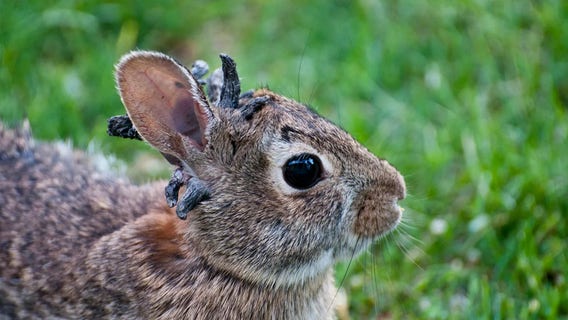 Wild rabbits spotted with strange 'horn-like' growths sprouting from their heads
