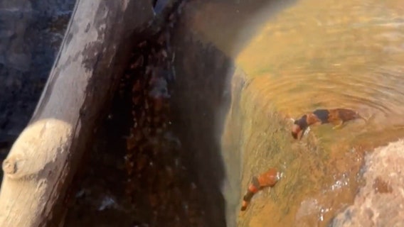 Watch: Video shows rare fish's ability to climb rocks