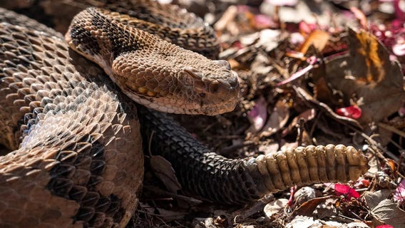 Hiker made fatal mistake when encountering venomous snake, officials say