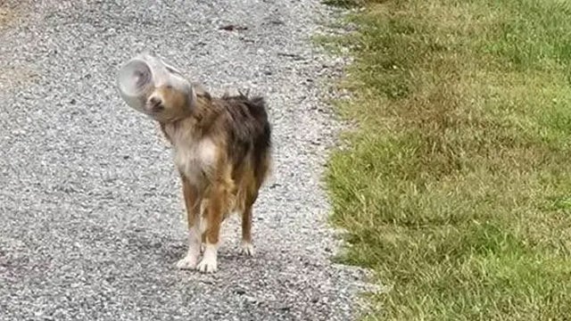 Watch: Abandoned dog with head stuck in snack jar rescued in Pennsylvania