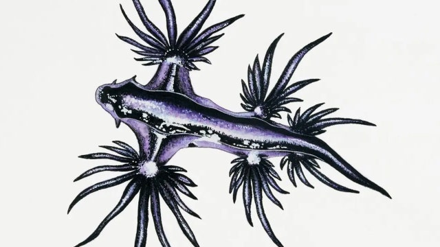 Popular beaches closed after warnings of stinging blue dragon sea slugs