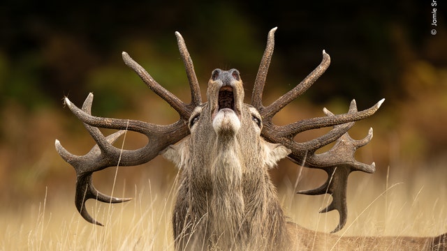 Wildlife Photographer of the Year sneak peek: See the stunning photos