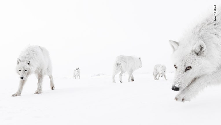 Wildlife Photographer of the Year sneak peek: See the