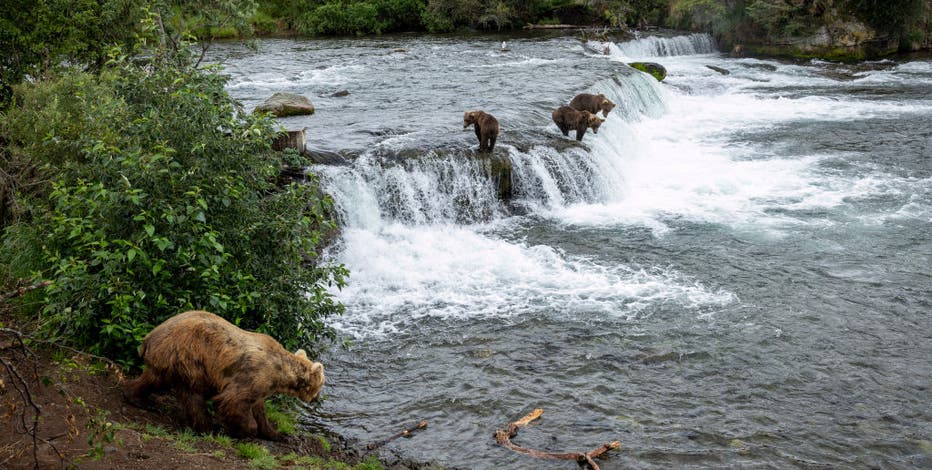 Alaska jogger dragged 100 yards by bear in terrifying predawn attack near driveway