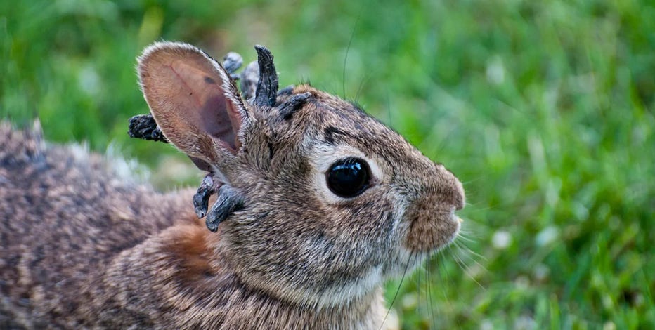 Wild rabbits spotted with strange 'horn-like' growths sprouting
