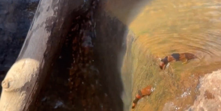 Watch: Video shows rare fish's ability to climb rocks