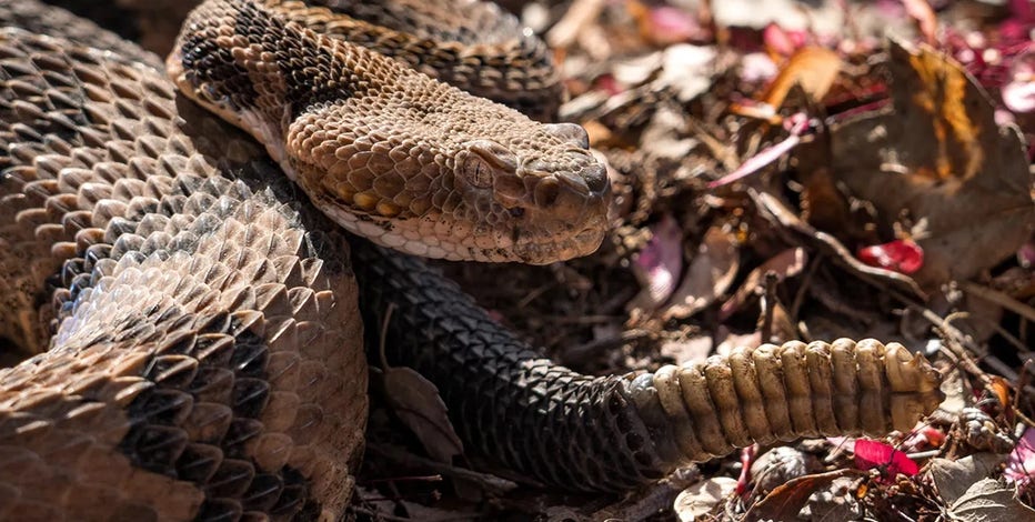 Hiker made fatal mistake when encountering venomous snake, officials say